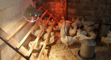 Návod na použití infračervených lamp pro vytápění kurníku